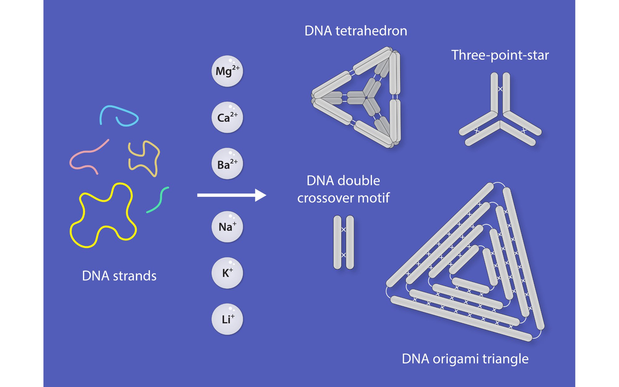 RNA Institute Researchers Advance DNA Nanostructure Stability